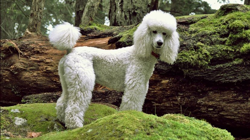30 Poodle GettyImages-113172922