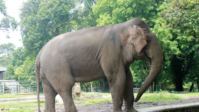 Sumatran Elephant