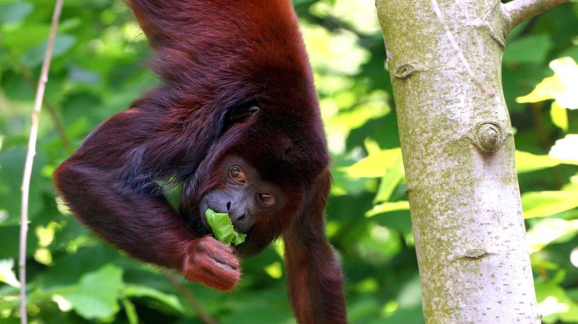 Howler monkey