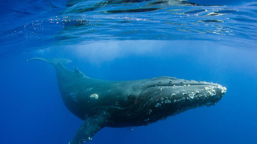 Humpback whale