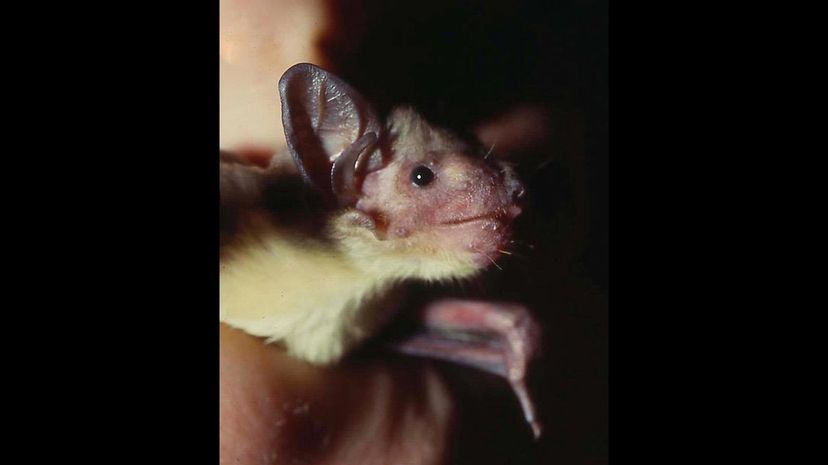 #36 African Yellow Bat