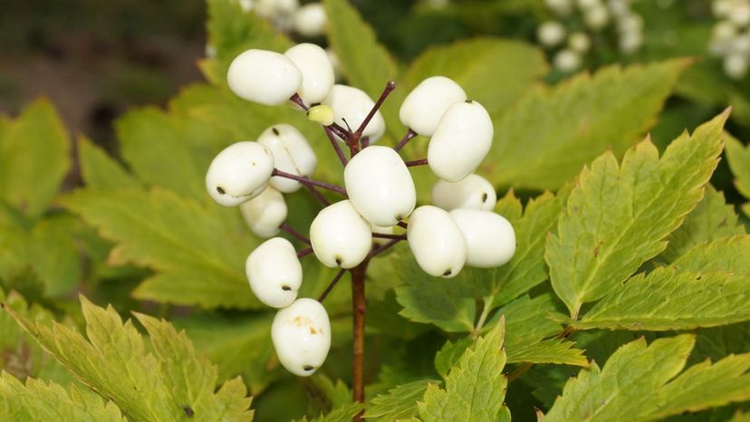 White Baneberry