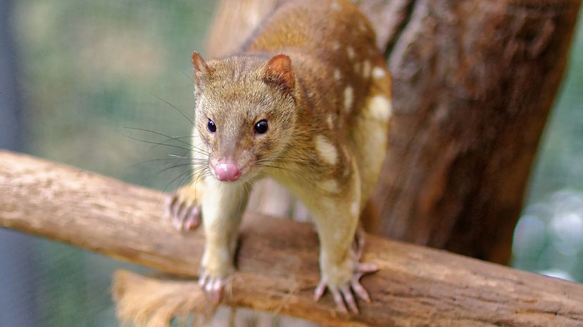 Tiger quoll