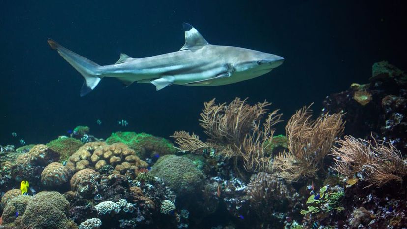 Blacktip Reef Shark