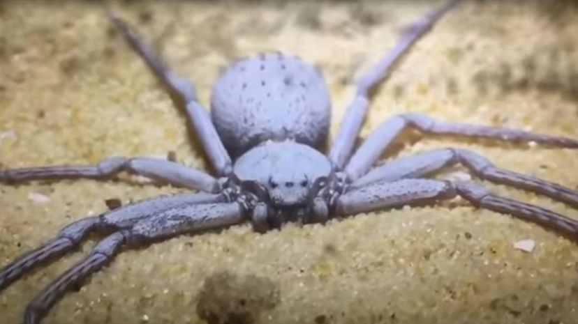 34 Six Eyed Sand Spider