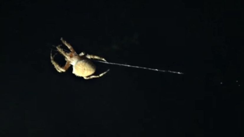 Spotted Orb Weaver