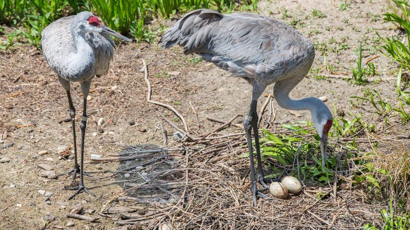 Sandhill Cranes