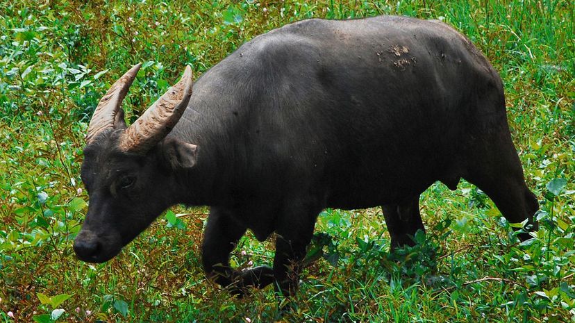 Tamaraw”border=