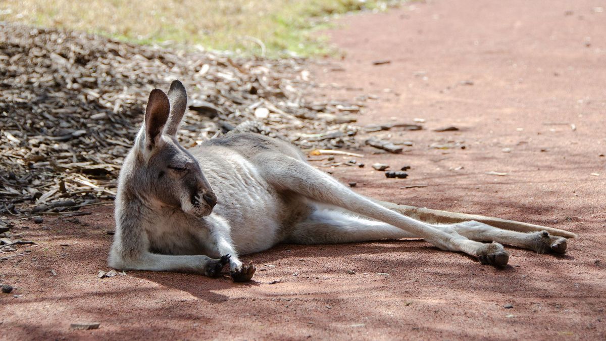 Австралия интересные