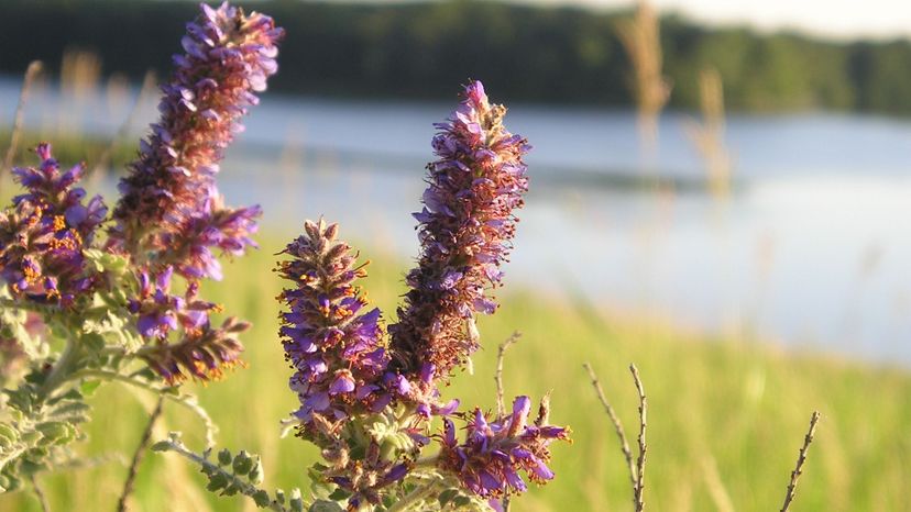 Leadplant