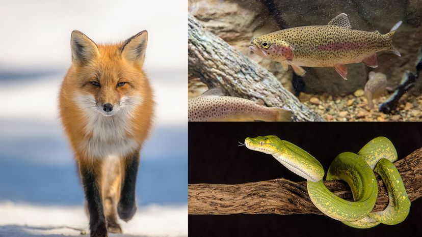 Fox - Snake - Trout