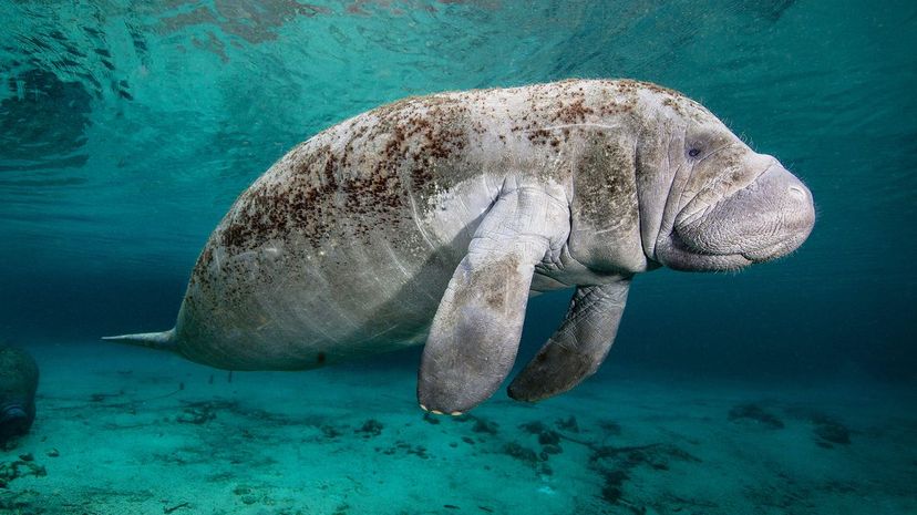 Manatee