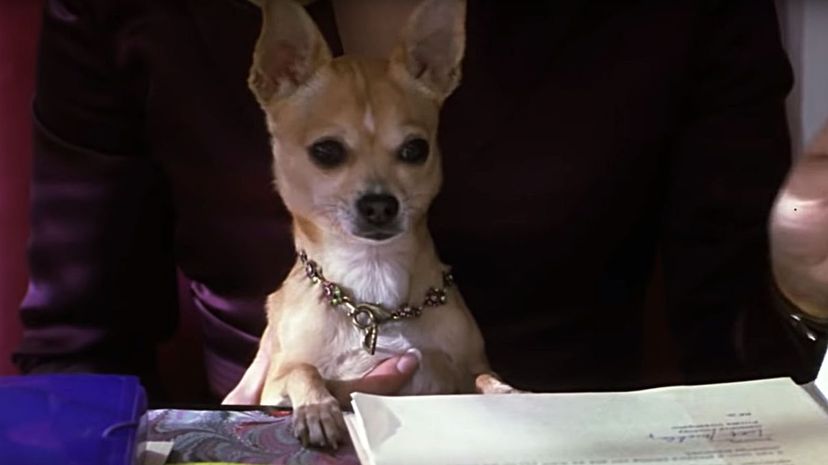 Legally Blonde 2003 - Bruiser