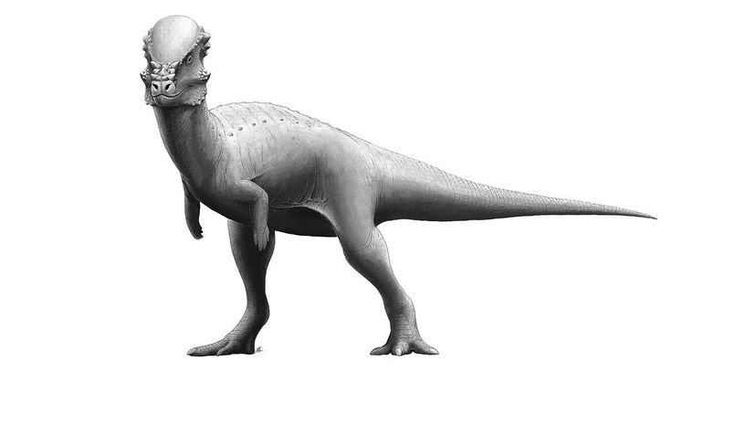 Pachycephalosaurus