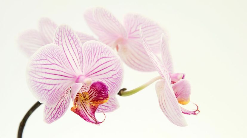 13 Orchid