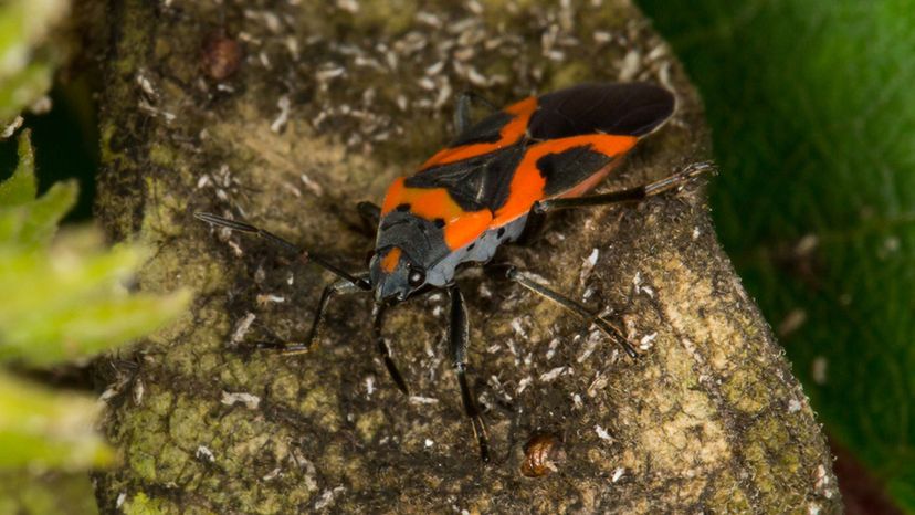 Small Milkweed Bug