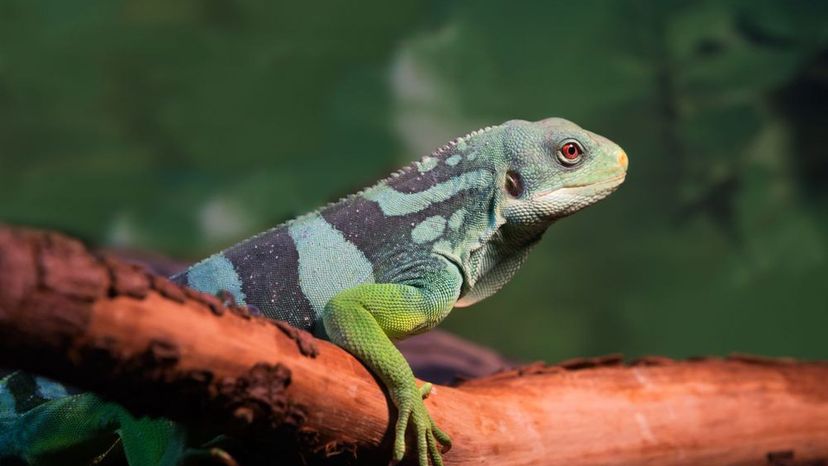 Fiji Banded Iguana