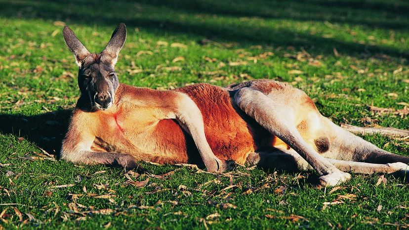 Kangaroo