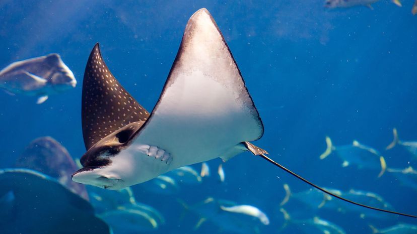 Manta Rays