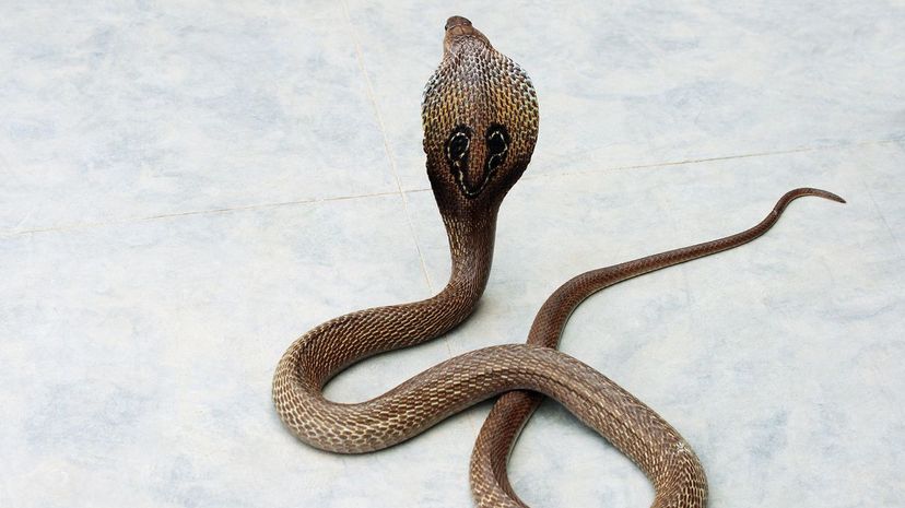 11 King Cobra