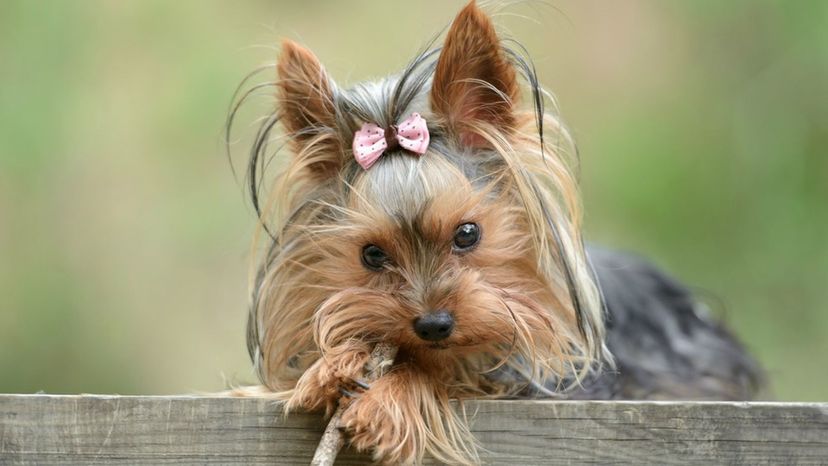 Yorkshire Terrier