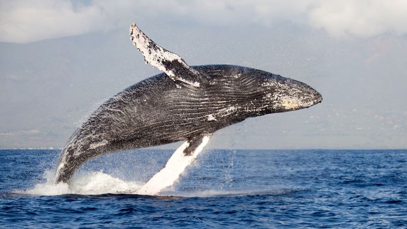 Humpback whale