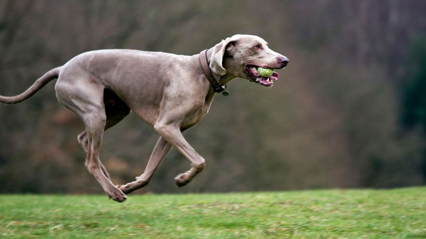 Weimaraner