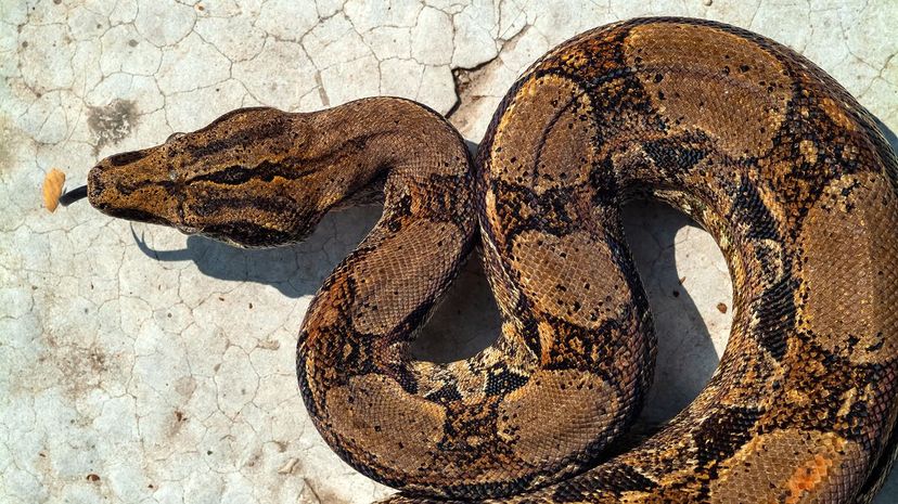 9 Boa Constrictor