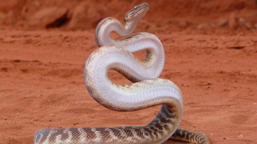 Stimson's python