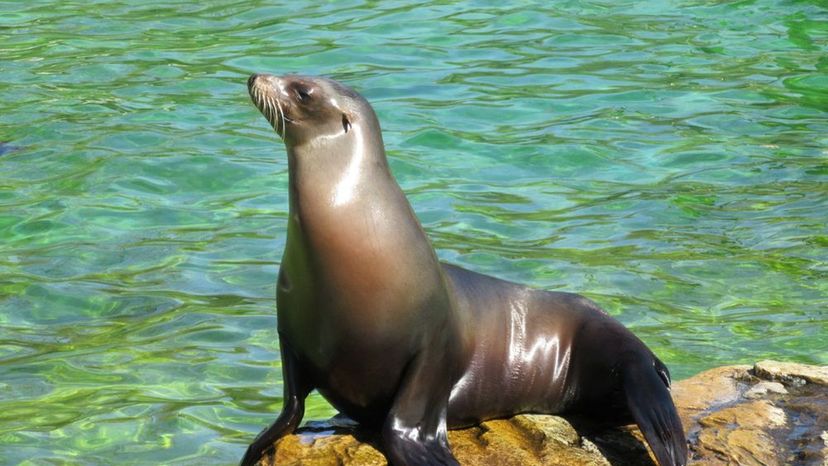 California Sea Lion