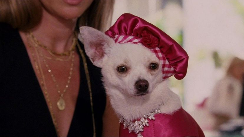 Beverly Hills Chihuahua