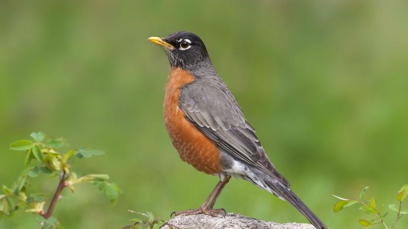 American Robin