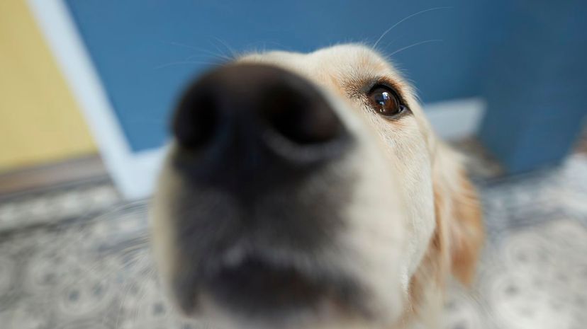 Cute dog shot from POV / selfie angle