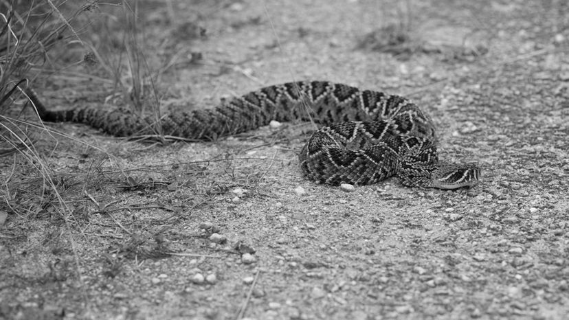 Eastern Diamondback Rattlesnake BW
