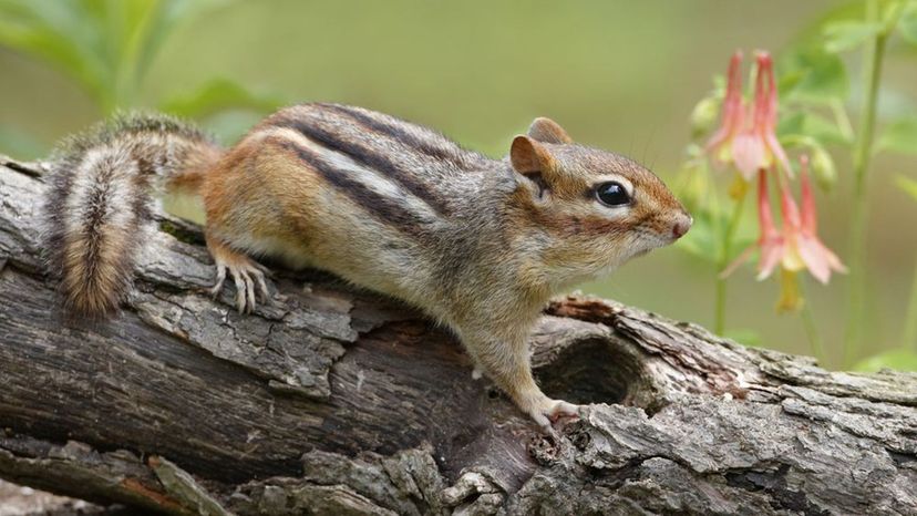 Eastern chipmunk