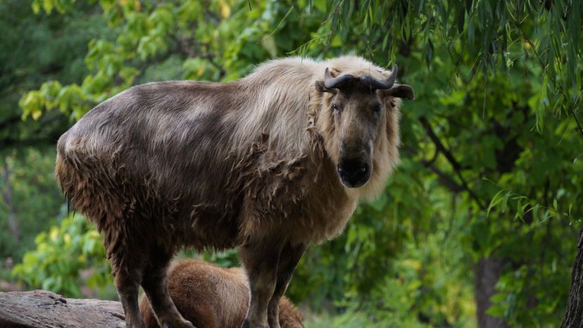 Sichuan Takin