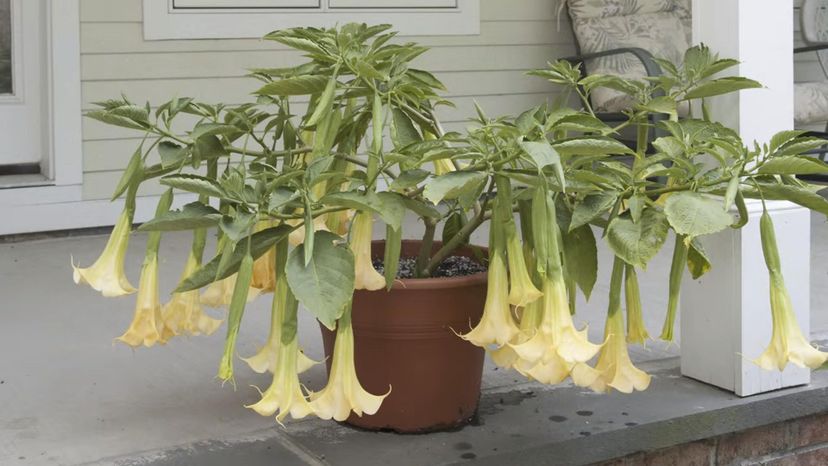 Angel's trumpet (brugmansia)