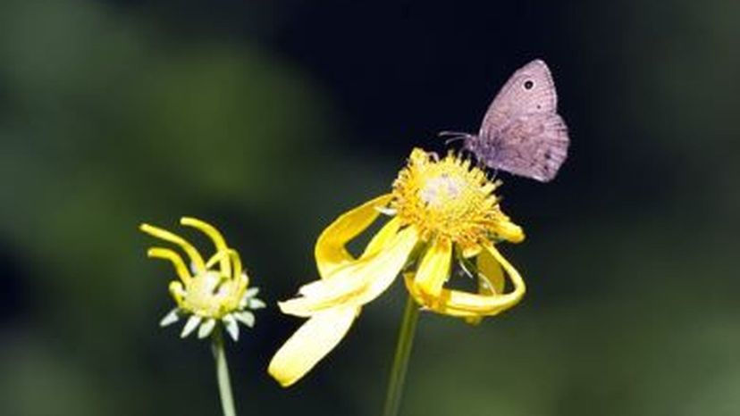 Great Basin Wood Nymph