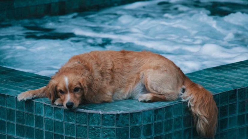 Hot tub dog