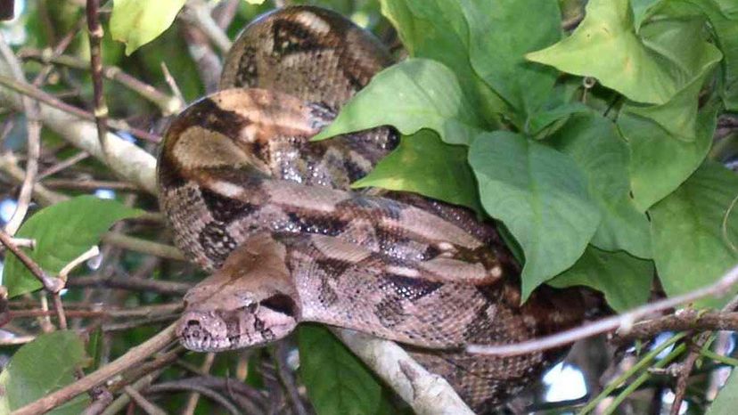 Boa constrictor