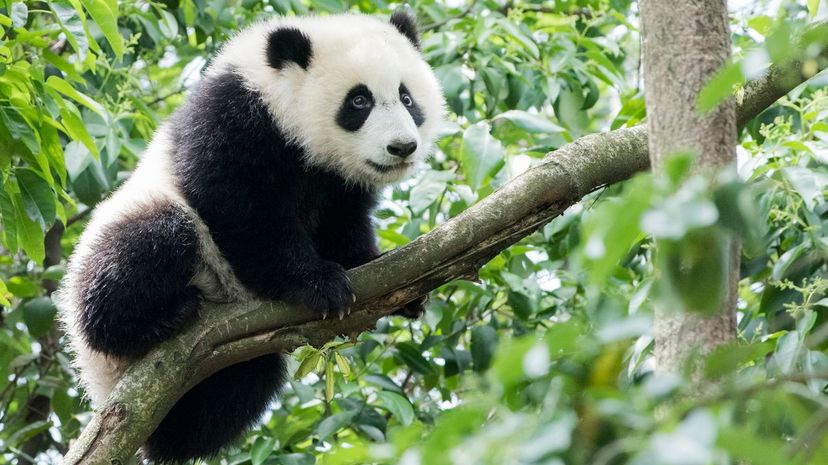 Question 34 - panda bear