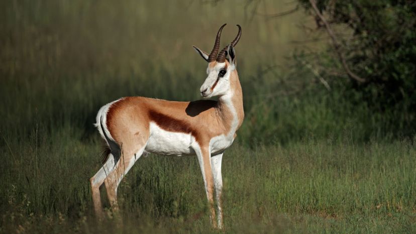 Antelope