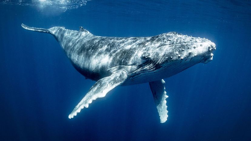 Humpback whale