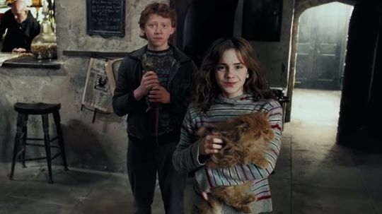 Which Harry Potter House Does Your Cat Belong In?