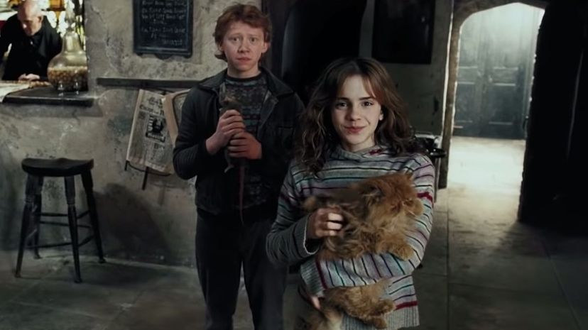 harry potter and the chamber of secrets hermione cat