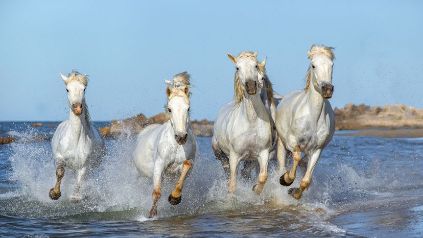 Camargue