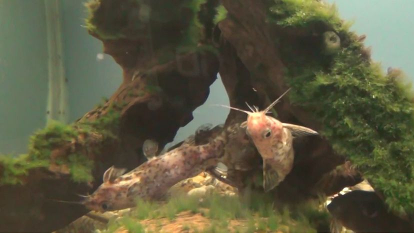 Upside-Down Catfish