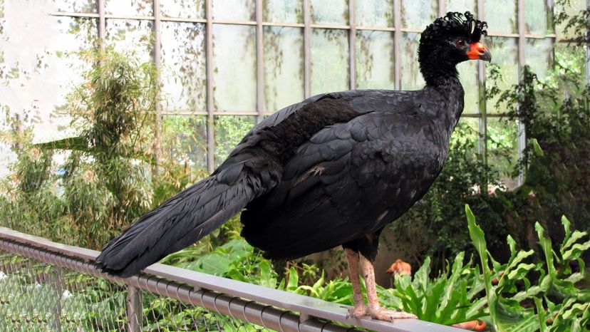 Wattled Curassow