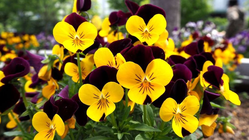 Pansy