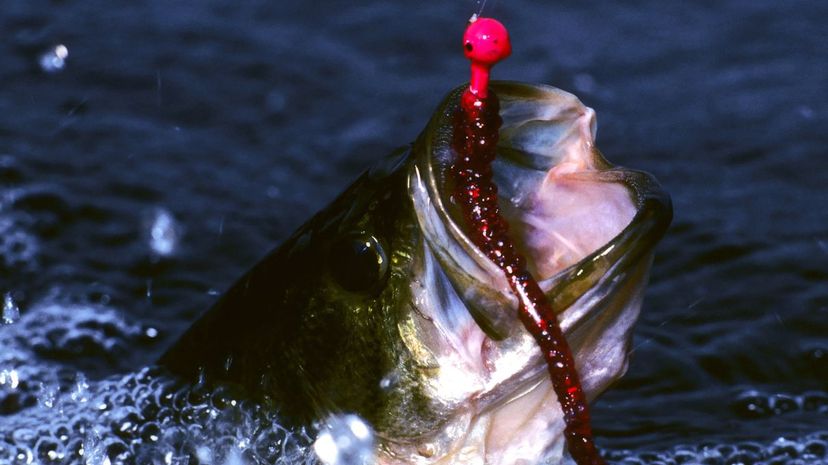 Ancient Kite Fishing Technique Makes Its Way Into Modern Waters